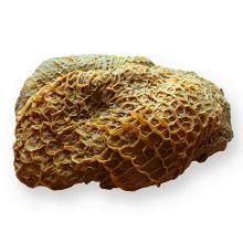 Beef honeycomb