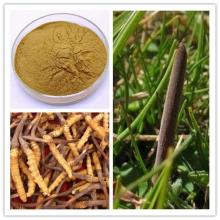 Cordyceps Sinensis extract Cordycepin&Cordyceps polysacchride