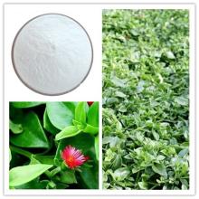 Andrographis Paniculata Extract andrographolide
