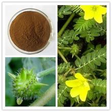 Tribulus Terrestris Extract Tribulusterrestris