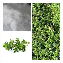 Thyme Extract  Thymol 