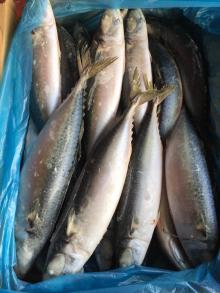 frozen pacific mackerel wr all size