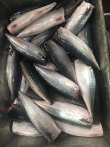 frozen pacific  mackerel   hgt 
