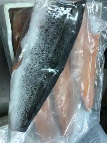 Frozen Tilapia Fish, Frozen Salmon /Horse Mackerel