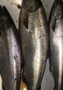 Frozen Hot-selling Salmon Boneless Fish Fillet