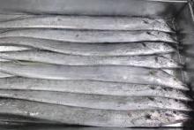 Fresh Frozen Ribbon  Fish   Pollock   Fish , Greenland