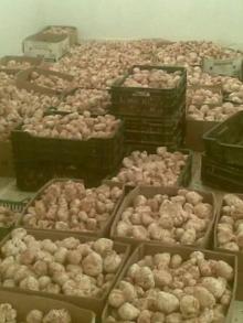 Truffes White Tunisien