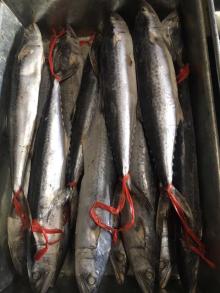 frozen spanish mackerel wr all sizes