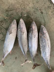 frozen striped bonito wr