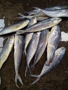 frozen mahi mahi wr