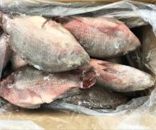 Chinese Farm Fresh Frozen Tilapia Fish On Sale Whole Fish