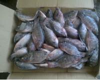 seafood best fresh frozen tilapia