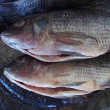 Frozen Tilapia Fish / Frozen Whole Round Tilapia Fish
