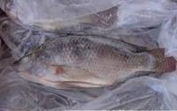 Frozen Whole Round Tilapia Fish