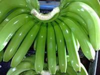 Fresh Green Cavendish Banana for Sale