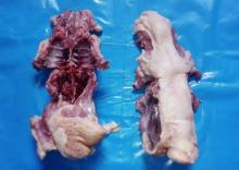 Chicken Carcass