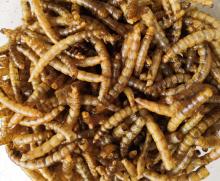 Canned mealworms for Pet Birds Food Amphibians Aquatic Feeder and