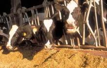 BARLEY ANIMAL FEED CIF:$245/TON