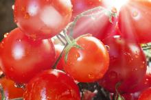 Fresh cherry tomato Fresh Plum Tomatoe Fresh Purple Tomatoe with high quality for sale//