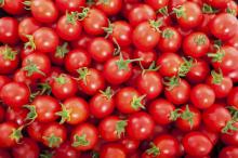 Fresh Cherry Tomatoes/ Fresh Tomatoes