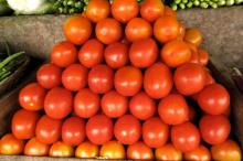 NATURAL CHEAP FRESH TOMATOES