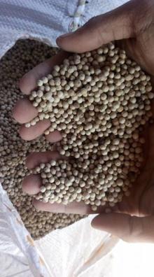 Black Pepper and White Pepper seed available in stock now