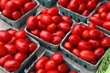 FRESH TOMATOES - Fresh Beef Tomato, Fresh Plum Tomatoes ////