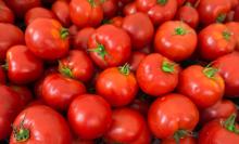 Quick Details Type:  Tomato  Product Type: Solanceous Vegetabless Style: Fresh Variet