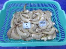 Shrimps HLSO