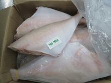  Leather   Jacket   Fish  HGT