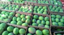 Fresh Mango fruiits , green mangoes high quality