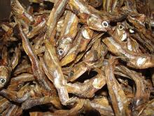 Quality Grade A Dried StockFish / Frozen Stock Fish for Sale///