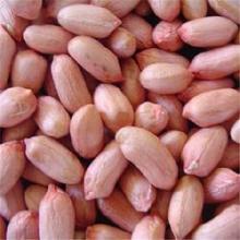 Raw Peanut Kernel