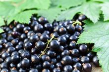 Frozen Black Currant