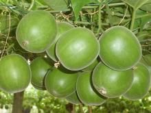  LUOHANGUO  Fruit