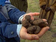 Fresh European Fresh  White   Truffles , Black  Truffles 