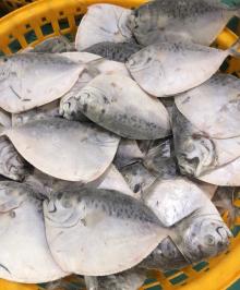 Frozen  Moon   Fish 
