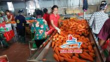 FRESH CARROT ( MS RUBY 0084 164 2828 779)