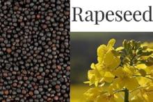 Rape seeds