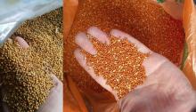 Yellow and  red   millet 