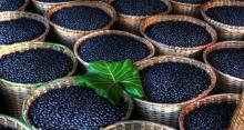 High Quality Organic Acai Pulp Frozen Acai Berry Powder