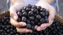 Hot Selling Organic Acai Pulp Powder Acai Berry Juice/// Powder