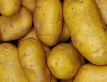 Best quality diy calories microwave oven fat free fresh irish potatoes ////.,