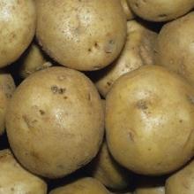 New harvest fresh Irish potatoes...