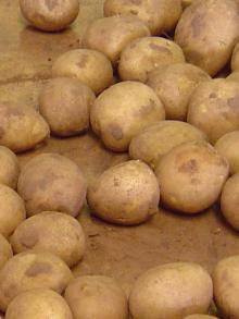 Holland Sweet Potato, Fresh /Potatoes for Sale / Fresh Irish Potatoes//...