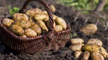 Best Quality fresh irish potatoes....///