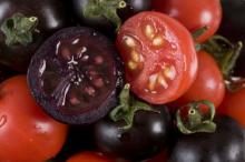 Best Quality Fresh Big Size juicy Indian Tomato//