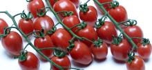 Grade A Solid Fresh Tomato For Export///