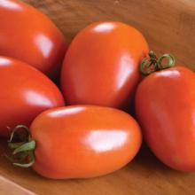 Fresh Tomatoes