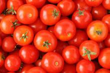 farm specification fresh tomato fresh tomatoes for sale at low price